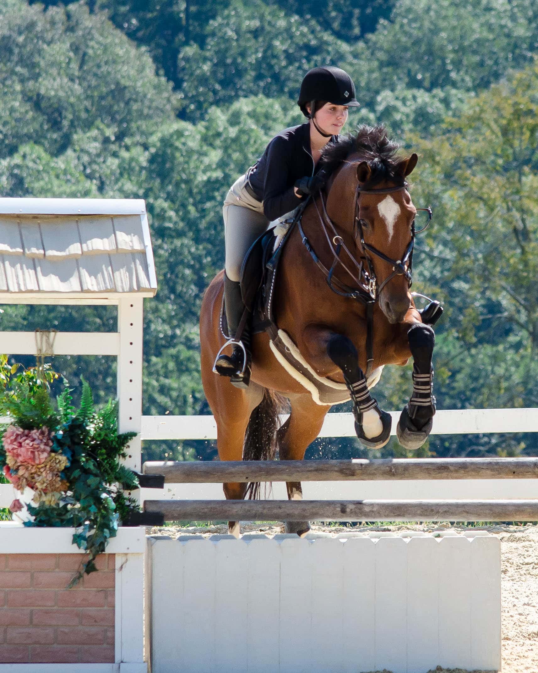 Millstone Stables | Horse Boarding, Training, & Lessons in North Metro ...