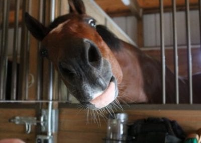 Playful horse sticking its head out of stable at Millstone Stables.