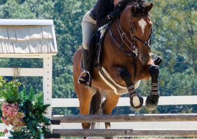 Horse jumping at Millstone Stables, equestrian training facility.