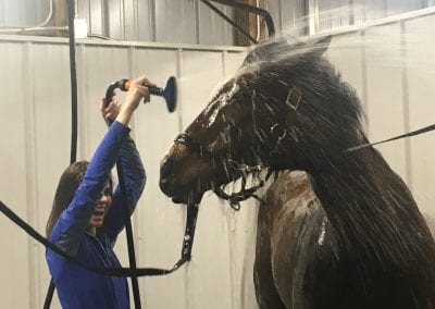 Horse being washed and groomed in the stable wash area.